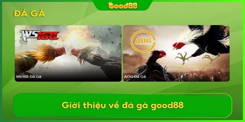 Đôi nét về chuyên mục đá gà online tại nhà cái Good88