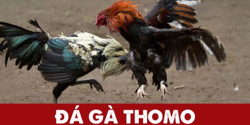 Sơ lược đôi nét về văn hóa đá gà Thomo